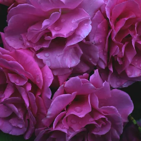 Bloemenboerderij Aperloo