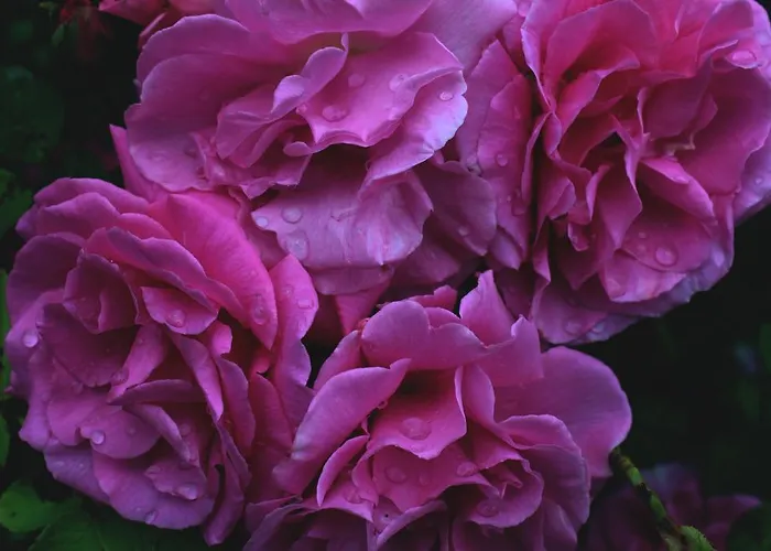 Bloemenboerderij Aperloo