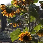 Bloemenboerderij