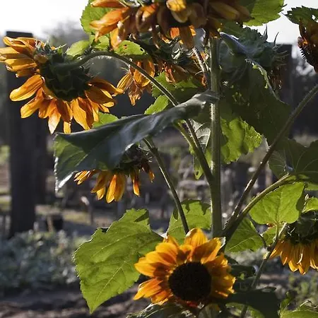 Bloemenboerderij